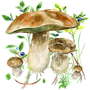 Mushrooms app