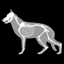 3D Dog Anatomy